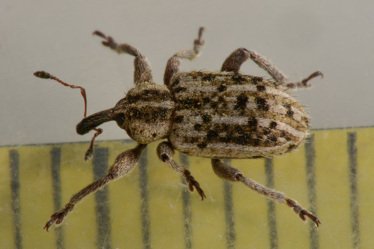 Curculionidae:  Hypera sp?    S, Hypera (Tigrinellus) pastinacae